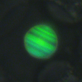 Characteristic structural color pattern of an FCC supraparticle (1)